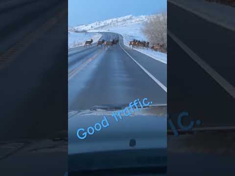 There’s good traffic and bad traffic in the mountains.  #colorado #snow #wildlife #elk #mountainlife