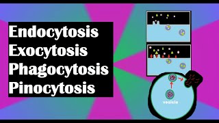 Endocytosis, exocytosis, phagocytosis, and pinocytosis explained!