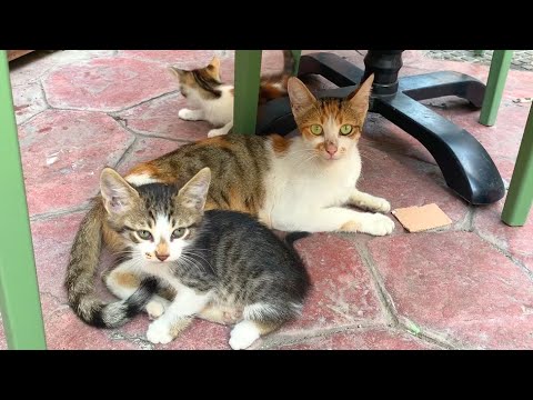 Little kittens playing with mother cat's tail, very cute