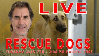 SHELTER DOG RESCUE Dog Q&A LIVE  Understanding What is Best for Rescue Dogs