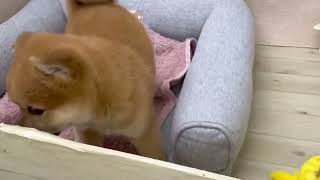 柴犬の動画01