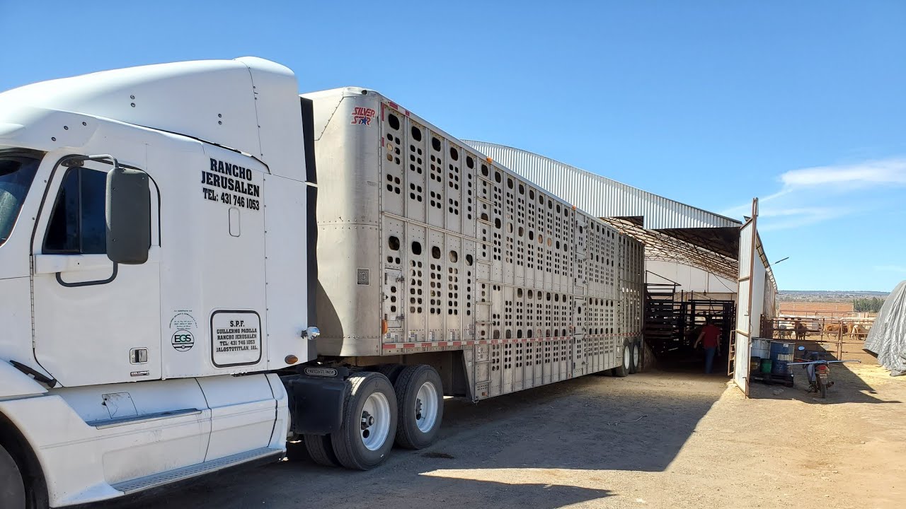 Watch CARGAMOS 100 VECERROS..para desarrollo. hembra y macho Now CARGAMOS 100 VECERROS..para desarrollo. hembra y macho