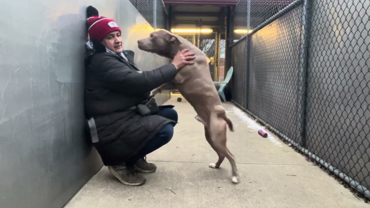 Gabe, a ADOPTABLE Pit Bull Terrier in Chicago, IL video 5/5