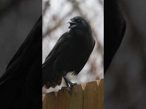 Crow Sounds (2)