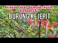 Suara Pikat Burcil Kombinasi Sogon Prenjak Starter Dan Burung Kejepit
