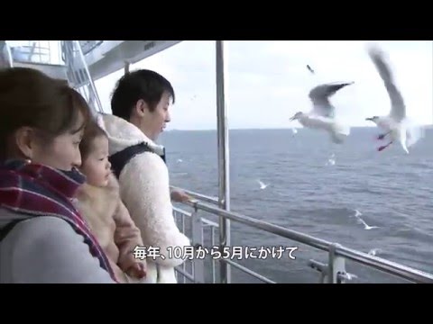 イルカ＆カモメウォッチング＜南島原市＞