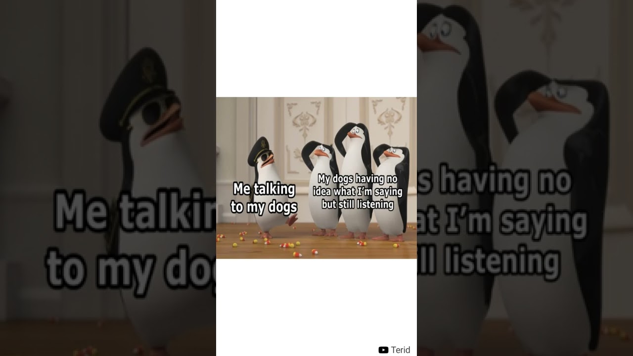 Daily Funny Memes 50 | Funny Memes Compilation | Daily Memes | #shorts