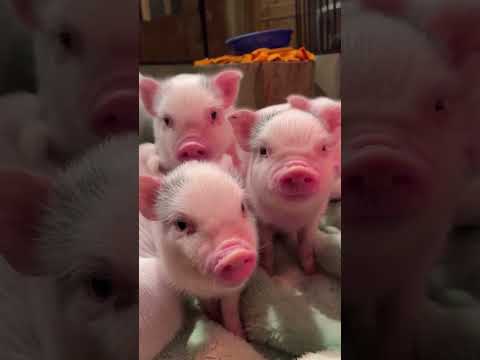 Lovely pink pigs | Cute, funny, pink piglets | amazing animals #116 | #shorts