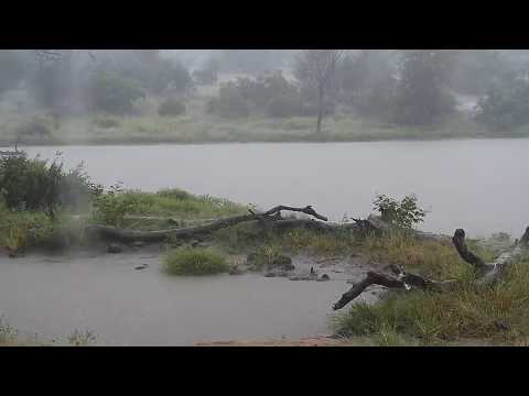 Djuma:  Sights and sounds on a rainy day - 17:20 - 03/27/20