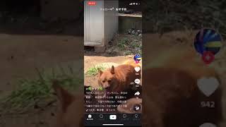 炎天下で苦しむ犬を撮影し続ける飼い主 犬の必死の悲鳴も届かず熱中症で死なせ炎上