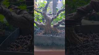 Download lagu Membuat Kesan Tua Dengan Sayatan #tekhnikbonsai #bonsai #bonsaitree mp3