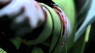 Brotha Lynch Hung   Colostomy Bag ft  C Lim, GMacc   YouTube