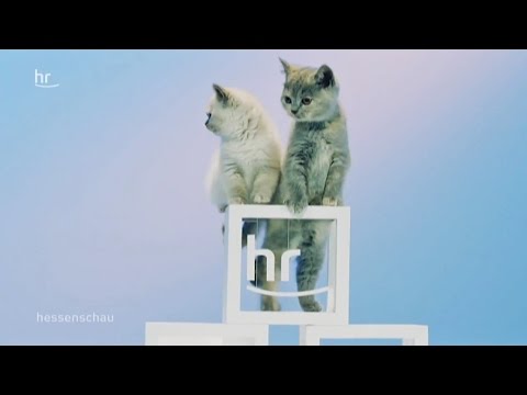 Die hr-Pausenkatzen sind wieder da
