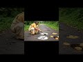 കേരള ഉണ്ണിയപ്പം Unniyappamrecipe Keralanews Aivideo Funny Comedyfilms Tr