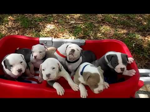 download lagu mp3 mp4 Xxl Pitbull Puppies, download lagu Xxl Pitbull Puppies gratis, unduh video klip Xxl Pitbull Puppies