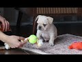 French Bulldog dogs for sale: Birch  - Video 1