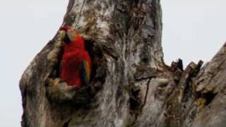 untitled, Scarlet Macaw research Trailer.