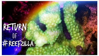 Return of #reefzilla - Epic 180 gallon Custom Reef Tank Update