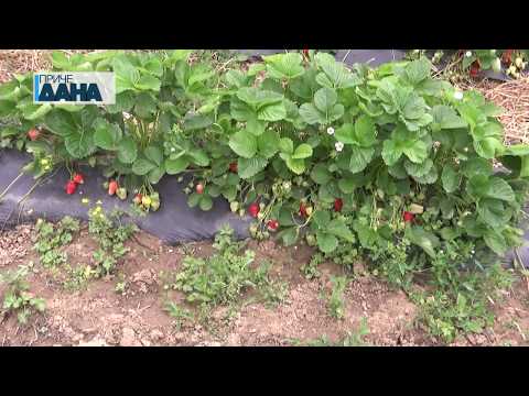 Zaštita poljoprivrednih i voćarskih kultura