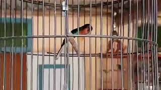 Download lagu tembakan variasi @kolibri3291 wulung (kowul) cocok buat buat masteran pleci bahan mp3 Download lagu tembakan variasi @kolibri3291 wulung (kowul) cocok buat buat masteran pleci bahan mp3