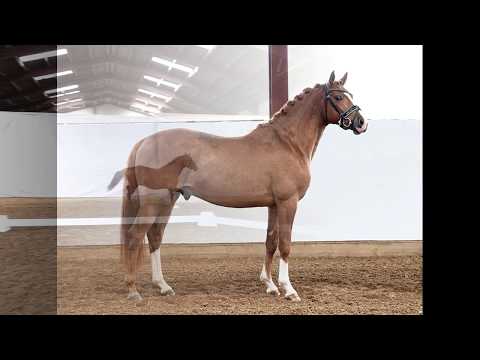 DRESSED IN RED 3j. Dunkelfuchshengst v. Dressed in Gold - Northern Dancer