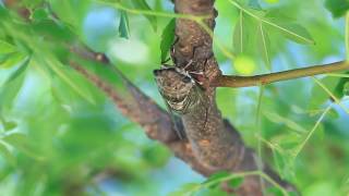 [問卦] 蟬叫聲是不是越來越少了？