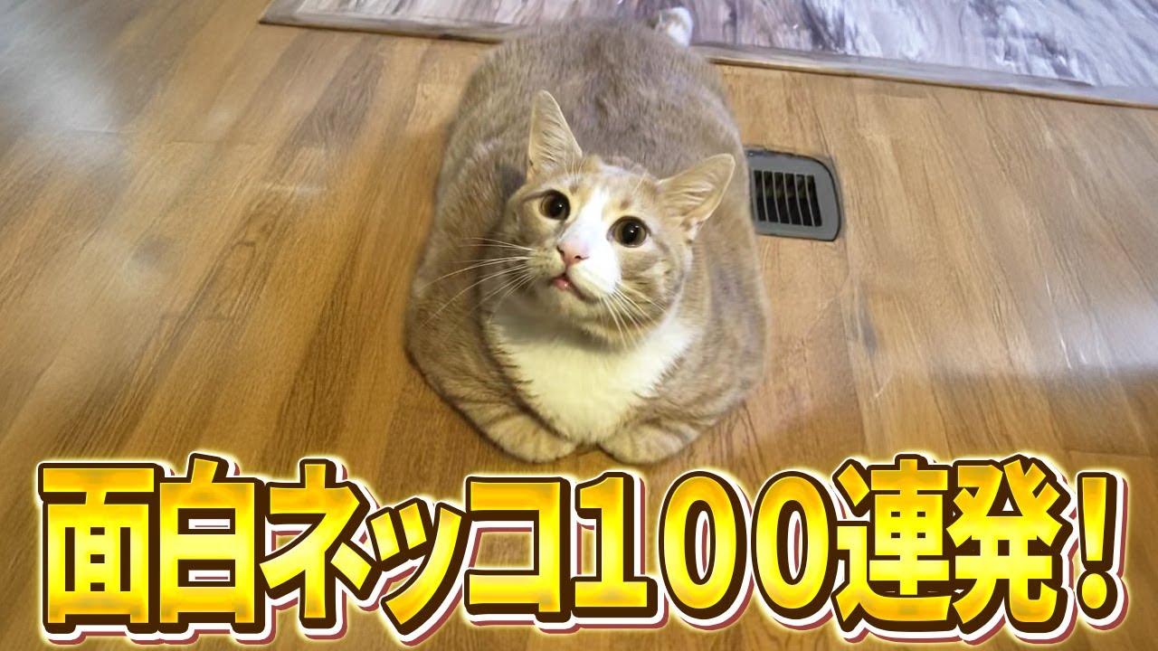 【香箱座りに挑戦した結果ｗ→湯たんぽやんｗ】ツッコミどころ満載な猫のおもしろ動画100連発！（しゃべる、子猫、かわいい）