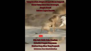 Download lagu Story WA Macan Putih Terbaru mp3