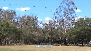 preview picture of video 'Megabat (flying-fox) Boonah Queensland AU 19/02/2014 BEFORE THE DISPERSAL p1'