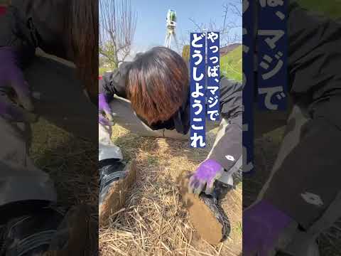 言語文化学科 【奈良大学 文学部 文化財学科】発掘現場で足元のアレに悪戦苦闘 #奈良大学 #shorts #奈良