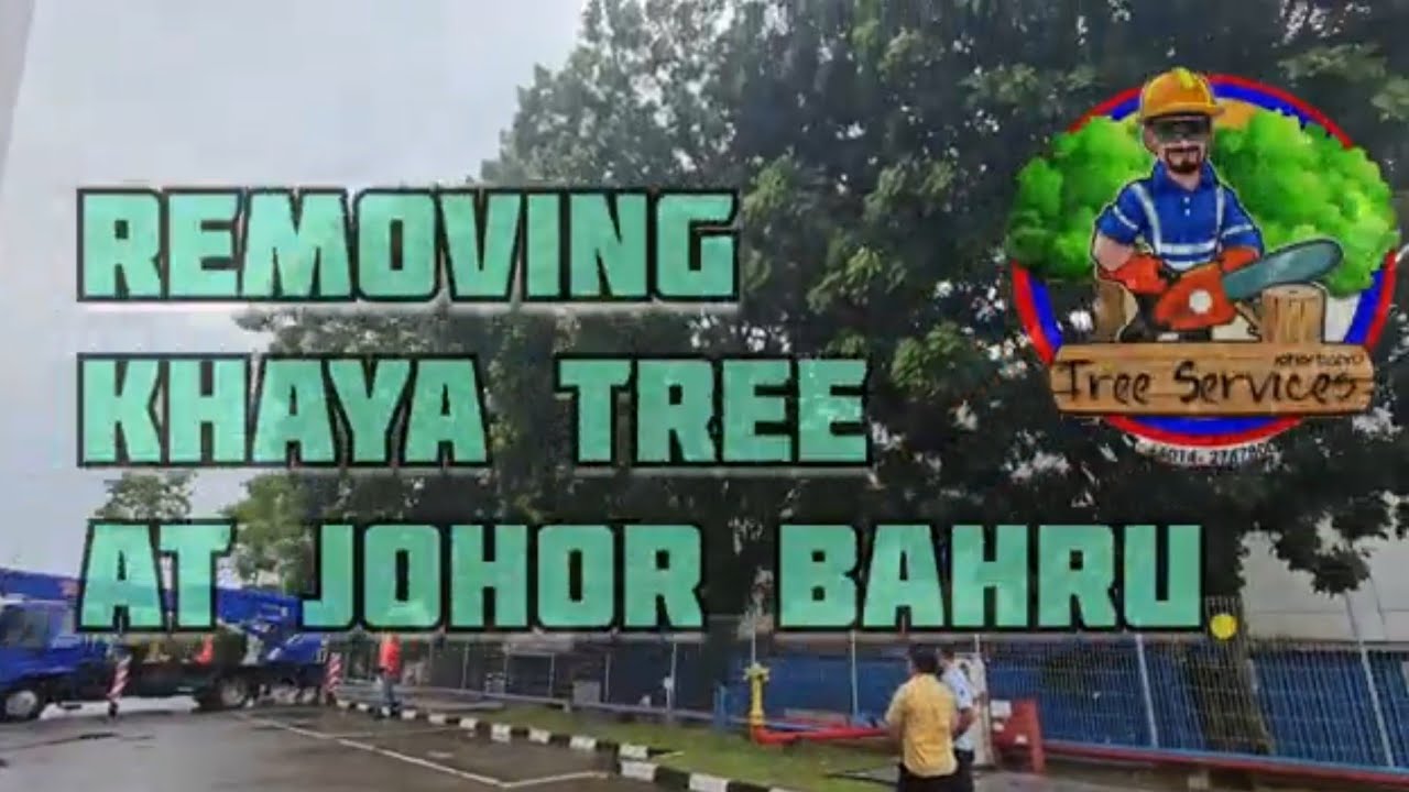 Unbelievable Expert: Removing Big Tree Inside Factory In Johor bahru #GiantTree