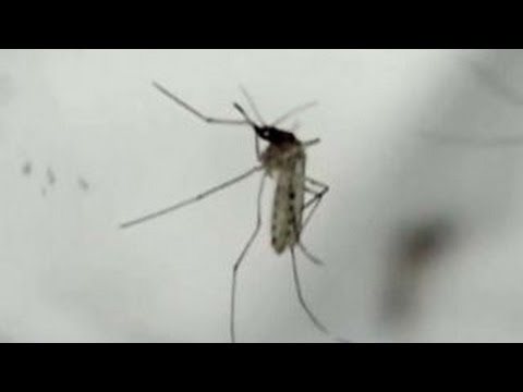 Zika virus causes new concerns as mosquito season nears
