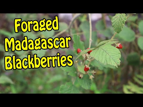 Foraging WILD BLACKBERRIES in Madagascar - Weird Fruit Explorer Ep. 378