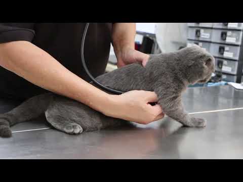 A 5-month-old British Shorthair X Scottish Fold can be neutered