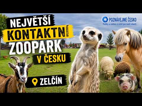 Videopozvánka