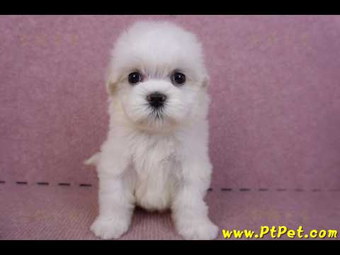 09/21馬爾濟斯母幼犬2號