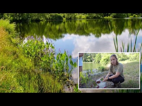 Aquatic Native Plants and Pond Management: Native Plants at Noon | Deep Roots KC