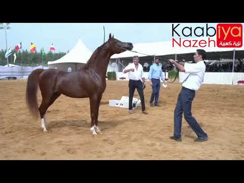 Magnums Volcan KA .QR Marc & FS Magnums Madonna by Magnum Psyche