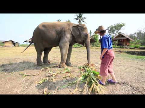 Responsible, Cruelty-Free Tour of Chiang Mai's Elephant Sanctuary