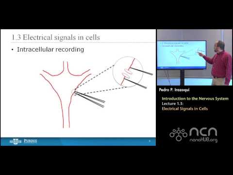 nanoHUB-U Bioelectricity L1.3: The Nervous System - Electrical Signals in Cells