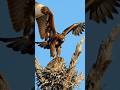 "Eagle Tries to Catch Sleeping Owl in Nest – Rare Daytime Hunt!#eagles #owl#wildlife