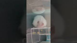 ハムスターの夢落ちｗ #ハムスター #pets #hamster