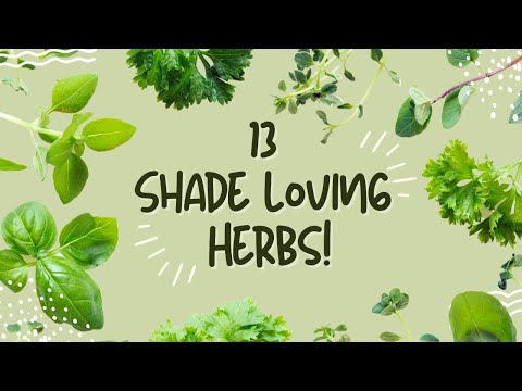 13 Herbs PERFECT for SHADE Garden Spots
