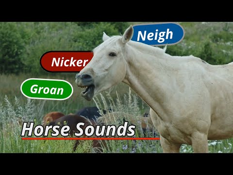 Horse sounds: neigh, groan, nicker and more...