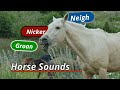 Horse Sounds Neigh Groan Nicker And More