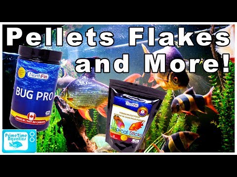 How to Feed Your Fish to Keep Them Healthy, Happy and Reduce Aggression