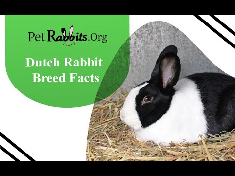 , title : 'How to Care for a Dutch Rabbit- Breed Facts  - Pet Rabbits'