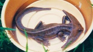 10 НЕВЕРОЯТНЫХ ДРЕВНИХ ЖИВОТНЫХ, В СУЩЕСТВОВАНИЕ КОТОРЫХ СЛОЖНО ПОВЕРИТЬ