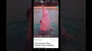 Mandela Effect  - Pink dolphins from the merged reality