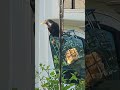 hello starling #starling #birdfeeder